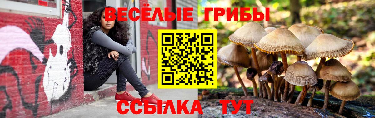 Псилоцибиновые грибы Psilocybe Борзя